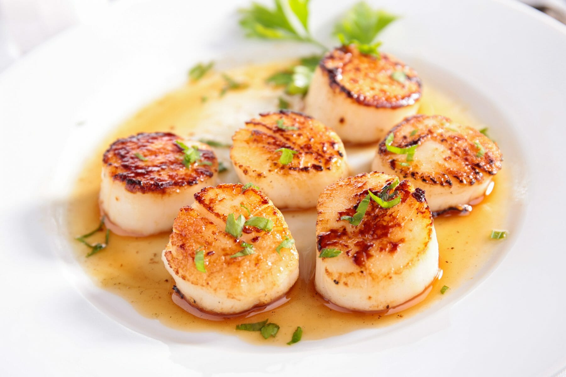 Seared Scallops - Tanya's Kitchen